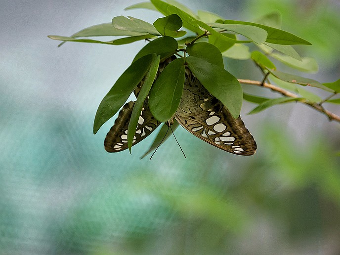 411-AUS14 Singapur, Airport Butterfly Garden