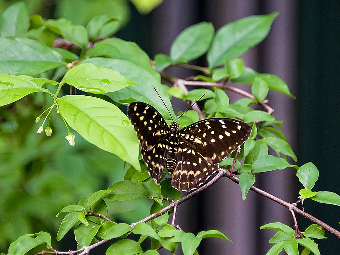 412-AUS14 Singapur, Airport Butterfly Garden