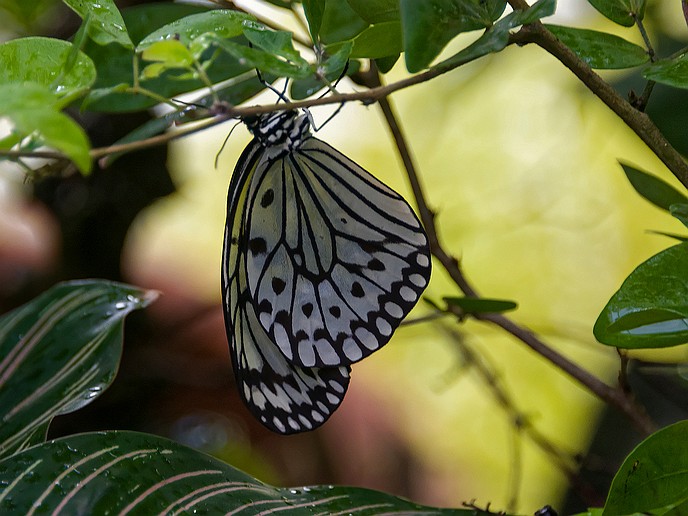 416-AUS14 Singapur, Airport Butterfly Garden